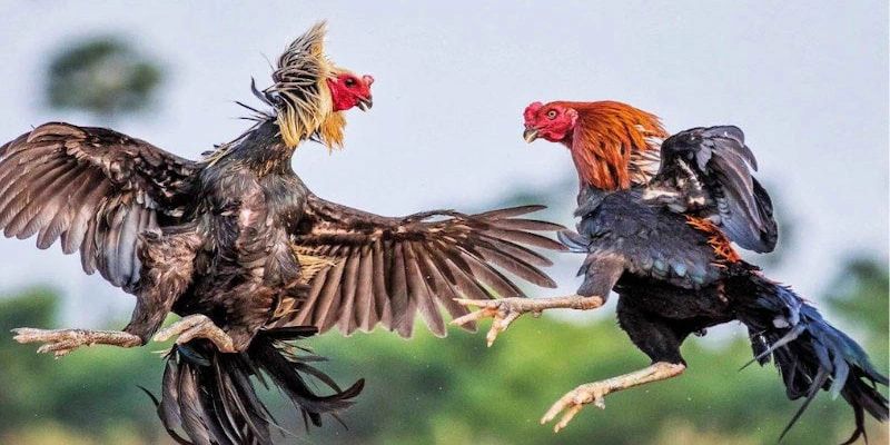 Kèo cá cược đá gà