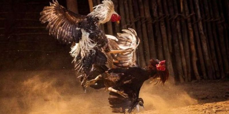 Trực tiếp đá gà cpc3